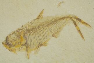 Detailed Fossil Fish (Diplomystus) - Wyoming #373805