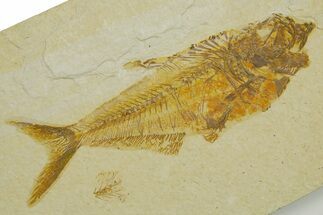 Detailed Fossil Fish (Diplomystus) - Wyoming #373833