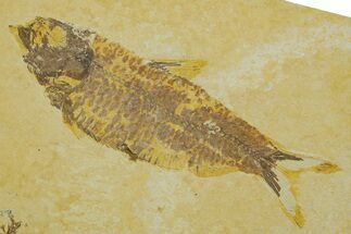 Detailed Fossil Fish (Knightia) - Wyoming #373839
