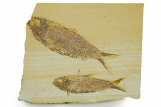 Plate With Two Fossil Fish (Knightia) - Wyoming #373852
