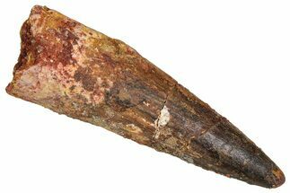 Fossil Spinosaurus Tooth - Real Dinosaur Tooth #373765