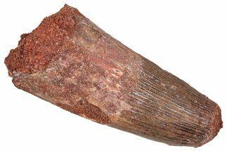 Fossil Spinosaurus Tooth - Feeding Worn Tip #373894