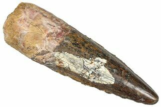 Fossil Spinosaurus Tooth - Real Dinosaur Tooth #373900