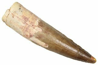 Fossil Spinosaurus Tooth - Real Dinosaur Tooth #373907