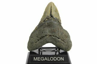 Bargain, Fossil Megalodon Tooth - North Carolina #374054