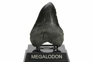 Serrated, Fossil Megalodon Tooth - South Carolina #374091