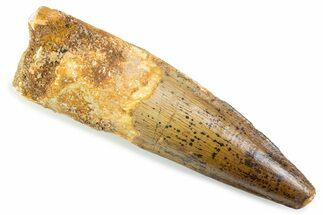 Fossil Spinosaurus Tooth - Real Fossil Tooth #373957