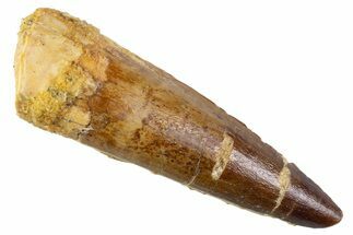 Fossil Spinosaurus Tooth - Real Fossil Tooth #373965