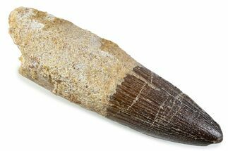 Fossil Spinosaurus Tooth - Real Dinosaur Tooth #373968