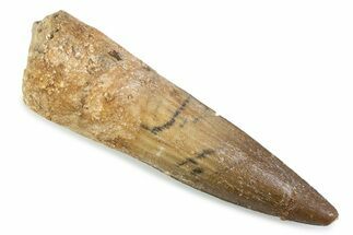 Fossil Spinosaurus Tooth - Real Dinosaur Tooth #373980