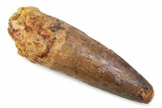Fossil Spinosaurus Tooth - Real Dinosaur Tooth #373984