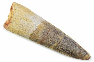 Fossil Spinosaurus Tooth - Real Dinosaur Tooth #373989