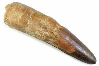Real Spinosaurus Tooth - Large Dinosaur Tooth #373999