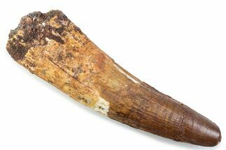 Real Spinosaurus Tooth - Robust Dinosaur Tooth #374003