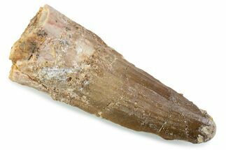 Bargain, Fossil Spinosaurus Tooth - Real Dinosaur Tooth #374007
