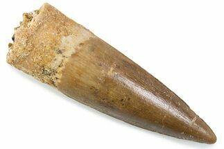 Fossil Spinosaurus Tooth - Nice Tip #374017
