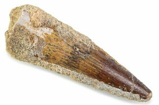 Fossil Spinosaurus Tooth - Real Dinosaur Tooth #374020
