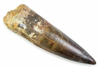 Fossil Spinosaurus Tooth - Real Dinosaur Tooth #374024