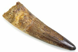 Fossil Spinosaurus Tooth - Restored Tip #374027