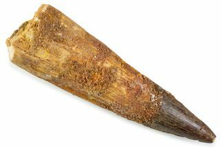 Fossil Spinosaurus Tooth - Real Dinosaur Tooth #374028