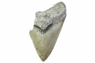 Partial, Fossil Megalodon Tooth - Serrated Blade #374078