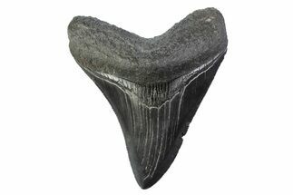Serrated, Fossil Megalodon Tooth - South Carolina #374103