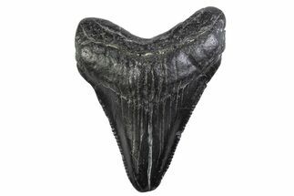 Serrated, Juvenile Megalodon Tooth - South Carolina #374211