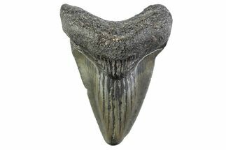 Juvenile Megalodon Tooth - South Carolina #374212