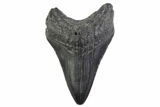 Juvenile Megalodon Tooth - South Carolina #374213
