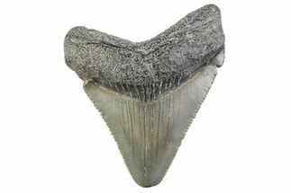 Serrated, Juvenile Megalodon Tooth - South Carolina #374214