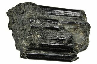 Pleistocene Aged Fossil Horse Tooth - South Carolina #374111