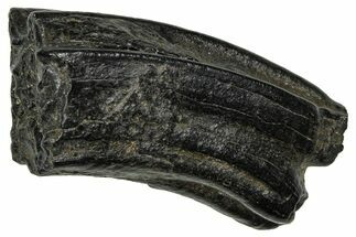 Pleistocene Aged Fossil Horse Tooth - South Carolina #374113