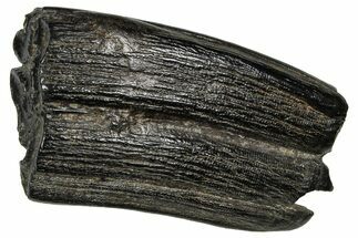 Pleistocene Aged Fossil Horse Tooth - South Carolina #374125