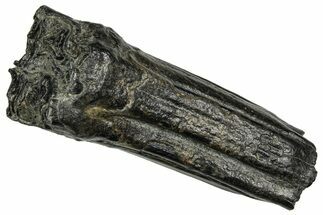 Pleistocene Aged Fossil Horse Tooth - South Carolina #374129
