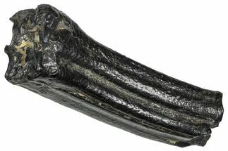 Pleistocene Aged Fossil Horse Tooth - South Carolina #374136