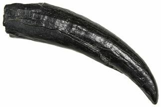Fossil Pygmy Sperm Whale (Kogiopsis) Tooth - South Carolina #374148