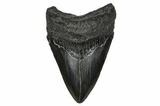 Serrated, Fossil Megalodon Tooth - South Carolina #374236
