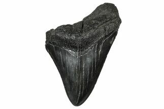 Partial Fossil Megalodon Tooth - Serrated Blade #374261