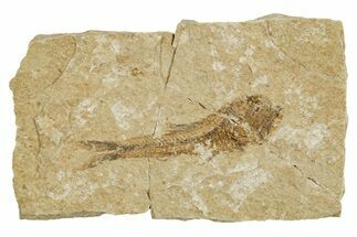 Oligocene Fossil Lanternfish (Eomyctophum) - Poland #374299