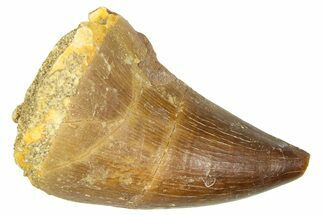 Fossil Mosasaur (Thalassotitan) Tooth - Morocco #374479