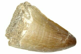 Fossil Mosasaur (Thalassotitan) Tooth - Morocco #374483