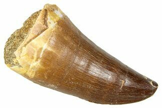 Fossil Prognathodontid Mosasaur Tooth - Morocco #374506