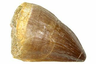 Fossil Mosasaur (Thalassotitan) Tooth - Morocco #374518