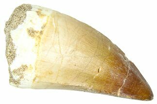 Fossil Mosasaur (Thalassotitan) Tooth - Morocco #374534