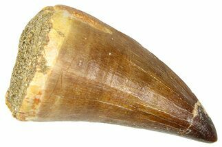 Fossil Mosasaur (Thalassotitan) Tooth - Morocco #374535