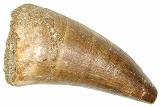 Fossil Prognathodontid Mosasaur Tooth - Morocco #374538