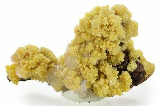 Mimetite Crystal Clusters on Limonitic Matrix - Mexico #256278