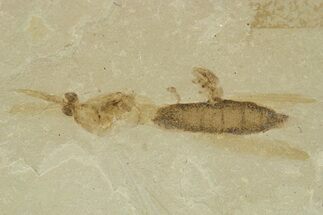 Fossil Insect (Crane Fly and Snout Beetle) Plate - Utah #360250