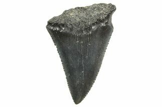 Serrated, Fossil Great White Shark Tooth - South Carolina #374670
