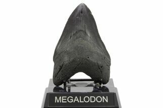 Serrated, Fossil Megalodon Tooth - South Carolina #374679